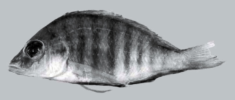 Placidochromis sp. 'hennydaviesae IV' South East Arm